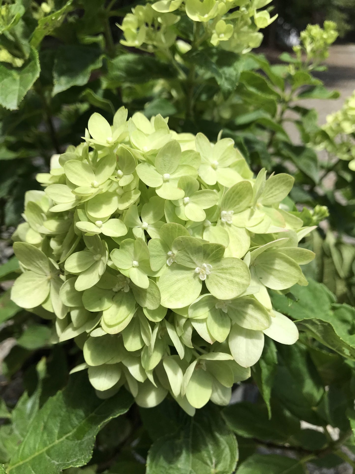 Little Lime® Hardy Hydrangea