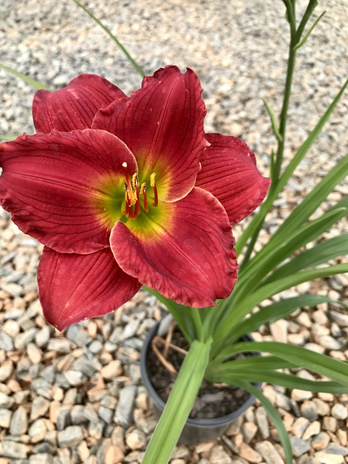 Daylily Red Hot Returns 1G (Hemerocallis 'Red Hot Returns' PP13499)