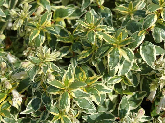 Abelia Radiance 3 Gallon (Abelia x grandiflora 'Radiance' PP#21,929)