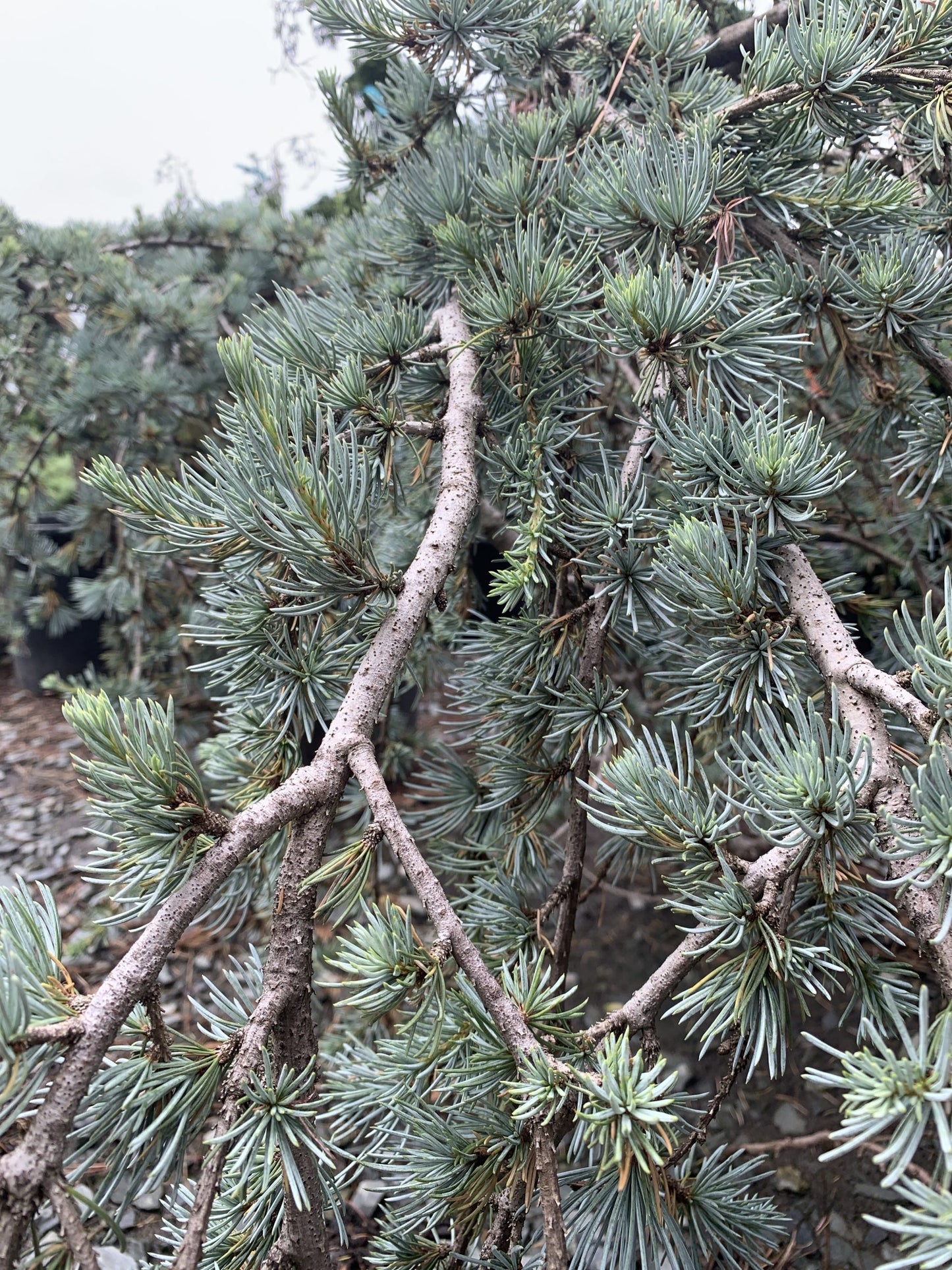 Cedar Blue Cascade (Cedrus atlantica 'Blue Cascade')
