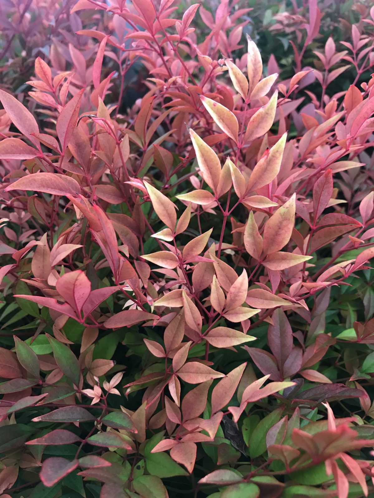 Nandina – Gulf Stream 3 Gallon (Nandina domestica 'Gulf Stream')