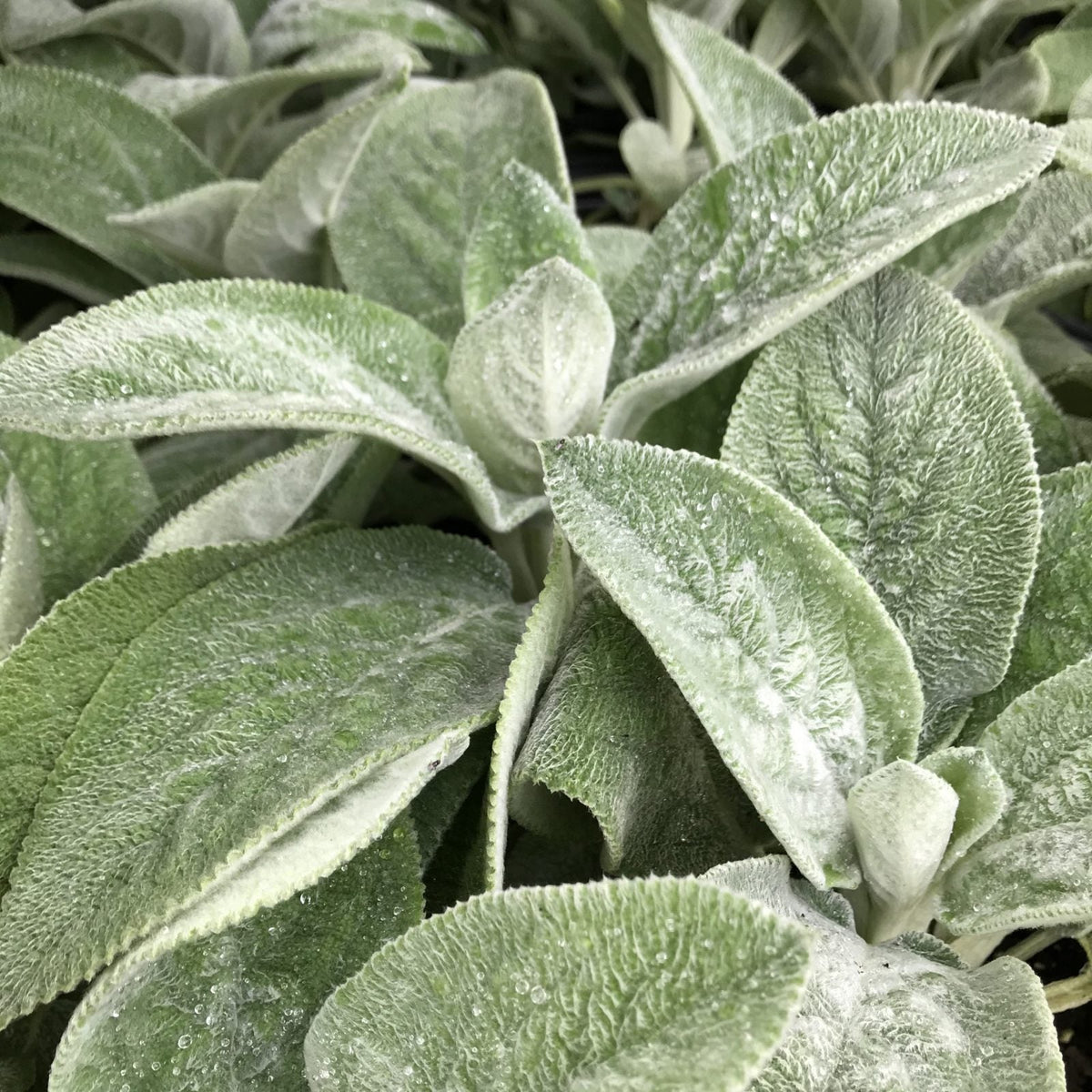 Giant Lambs Ear 1 Gallon (Stachys byzantina 'Helene Von Stein')