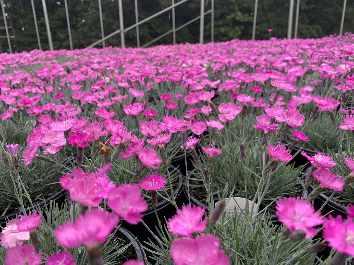 Dianthus Firewitch 1 Gallon (Dianthus grat. 'Firewitch')