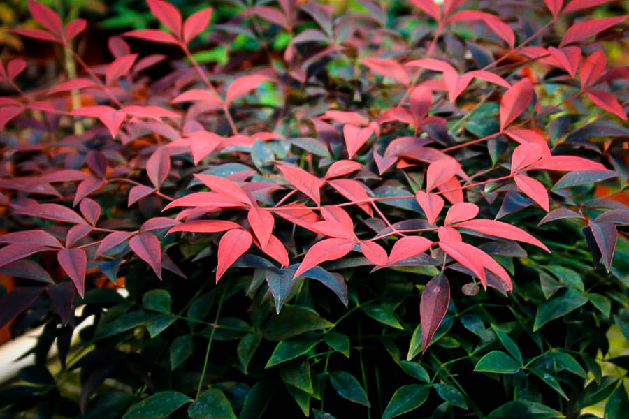 Nandina Flirt 3 Gallon (Nandina domestica 'Murasaki' PP21391)