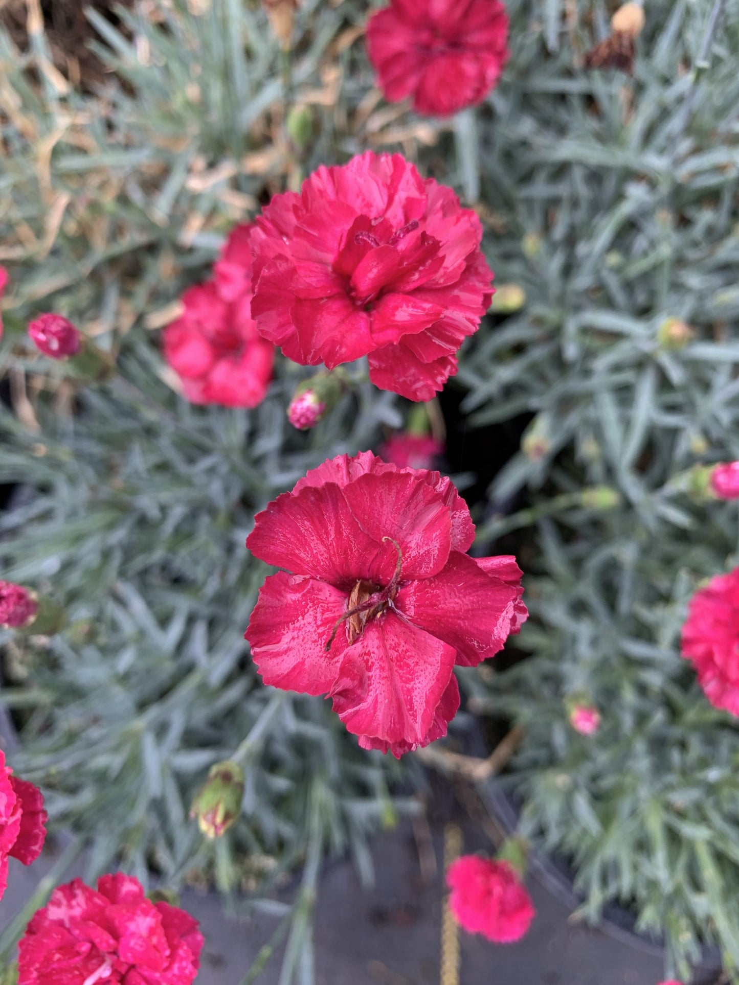 Dianthus Frosty Fire 1 Gallon (Dianthus x allwoodii 'Frosty Fire')