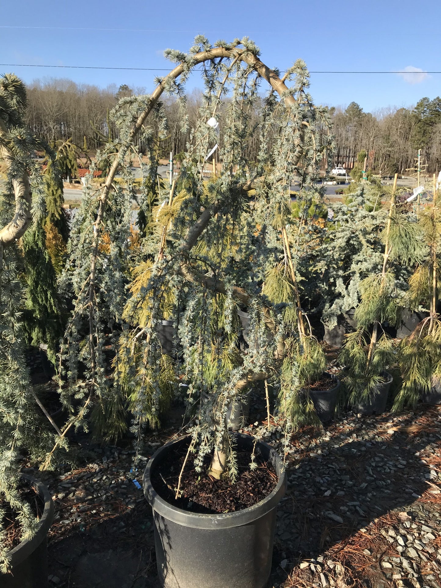 Cedar Weeping Serpentine Blue Atlas 15g (Cedrus atlantica 'Glauca Pendula')