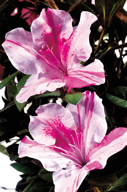Encore® Azalea – Autumn Twist™ 3 Gallon (Rhododendron 'Conlep' PP12133)