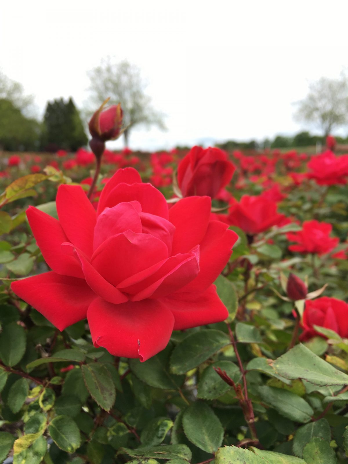 Rose – Red Double Knock Out® 3 Gallon (Rosa 'Radtko')