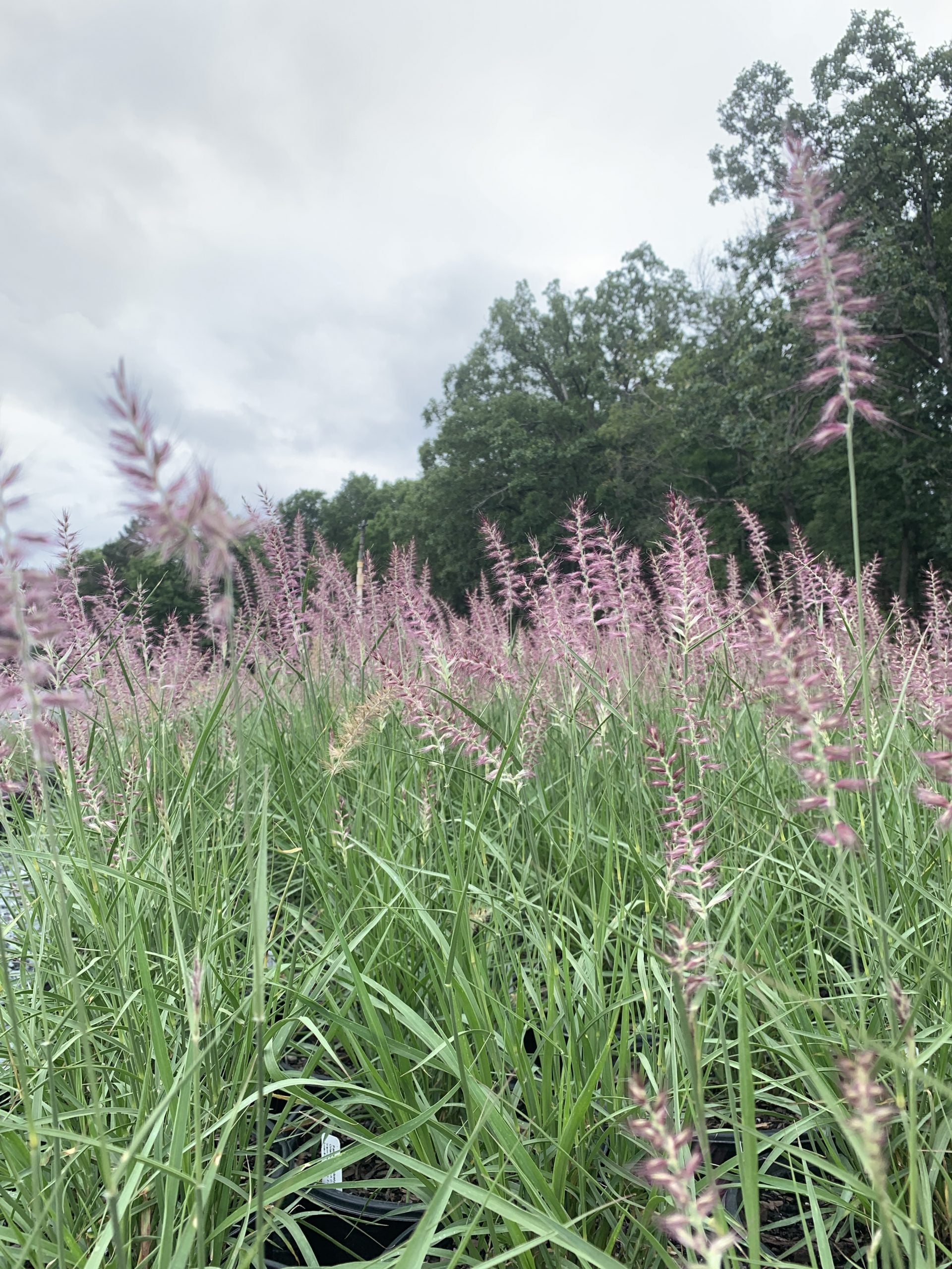 karley rose fountain grass seeds Fountain Grass Karley Rose (Pennisetum 'Karley Rose') – Richardson Roots