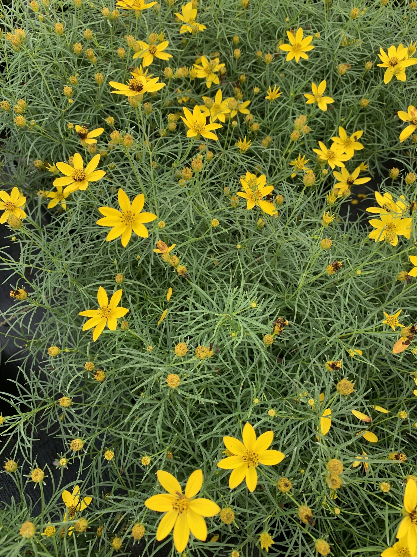 Coreopsis Zagreb 1 Gallon (Coreopsis verticillata 'Zagreb')