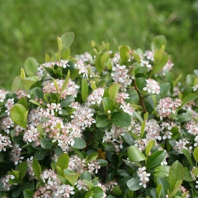 Low Scape Mound Aronia 3g