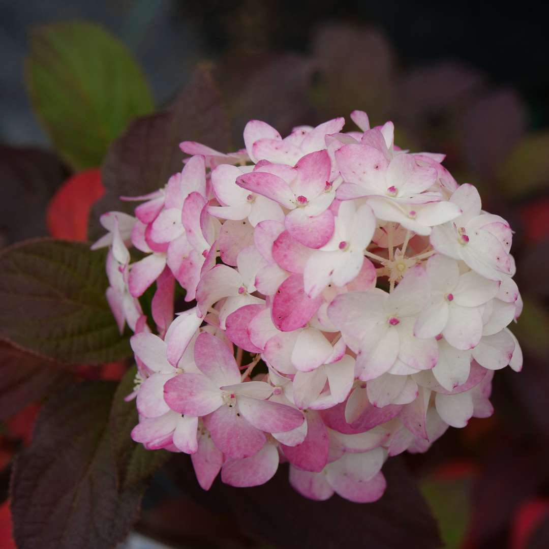 Fire Light Tidbit® Hydrangea 3 Gallon