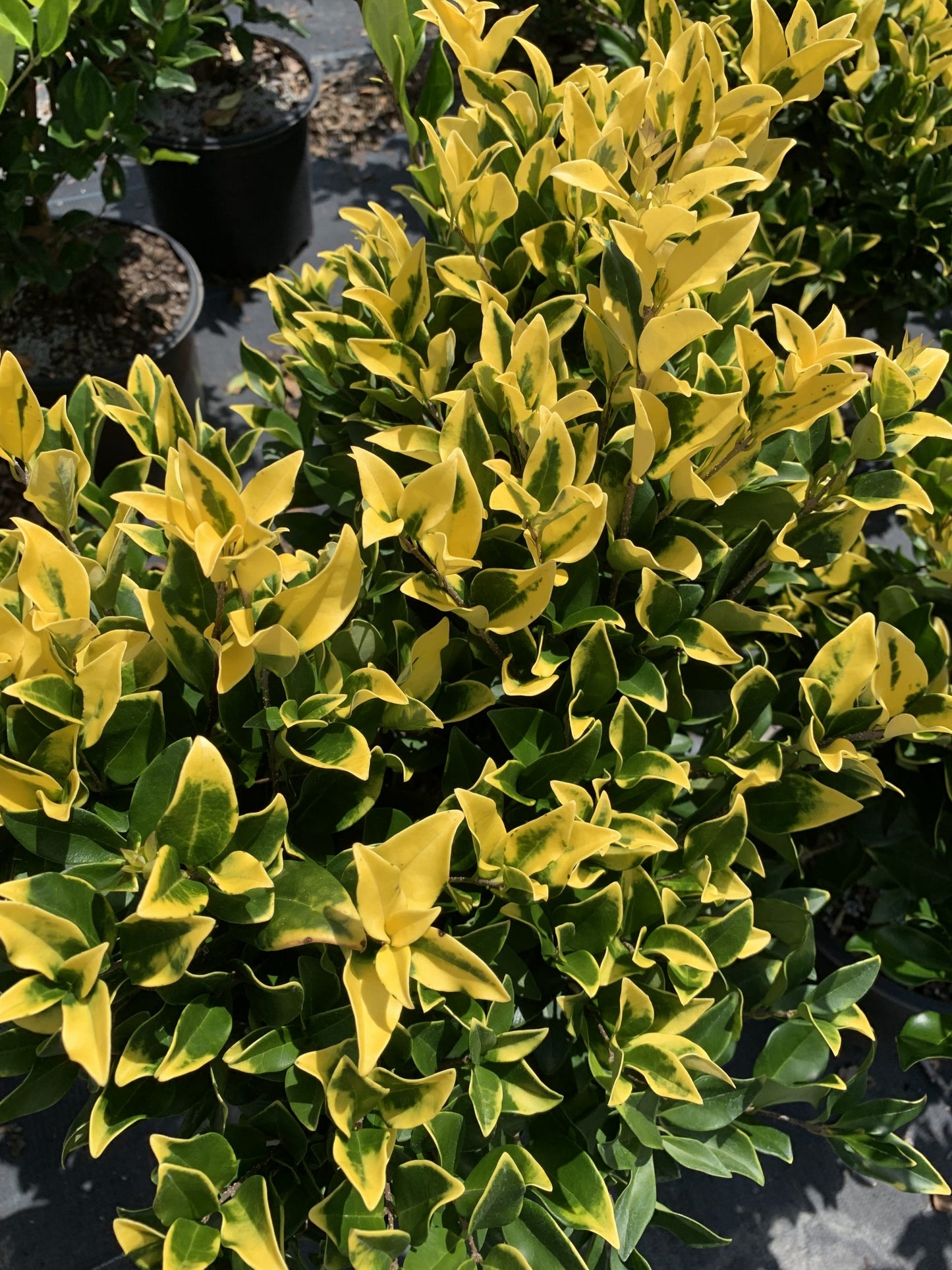 Privet – Howardi 3g (Ligustrum japonicum 'Howardi')