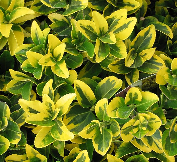 Euonymus – Golden 3 Gallon (Euonymus japonicus 'Aureo-marginatus')