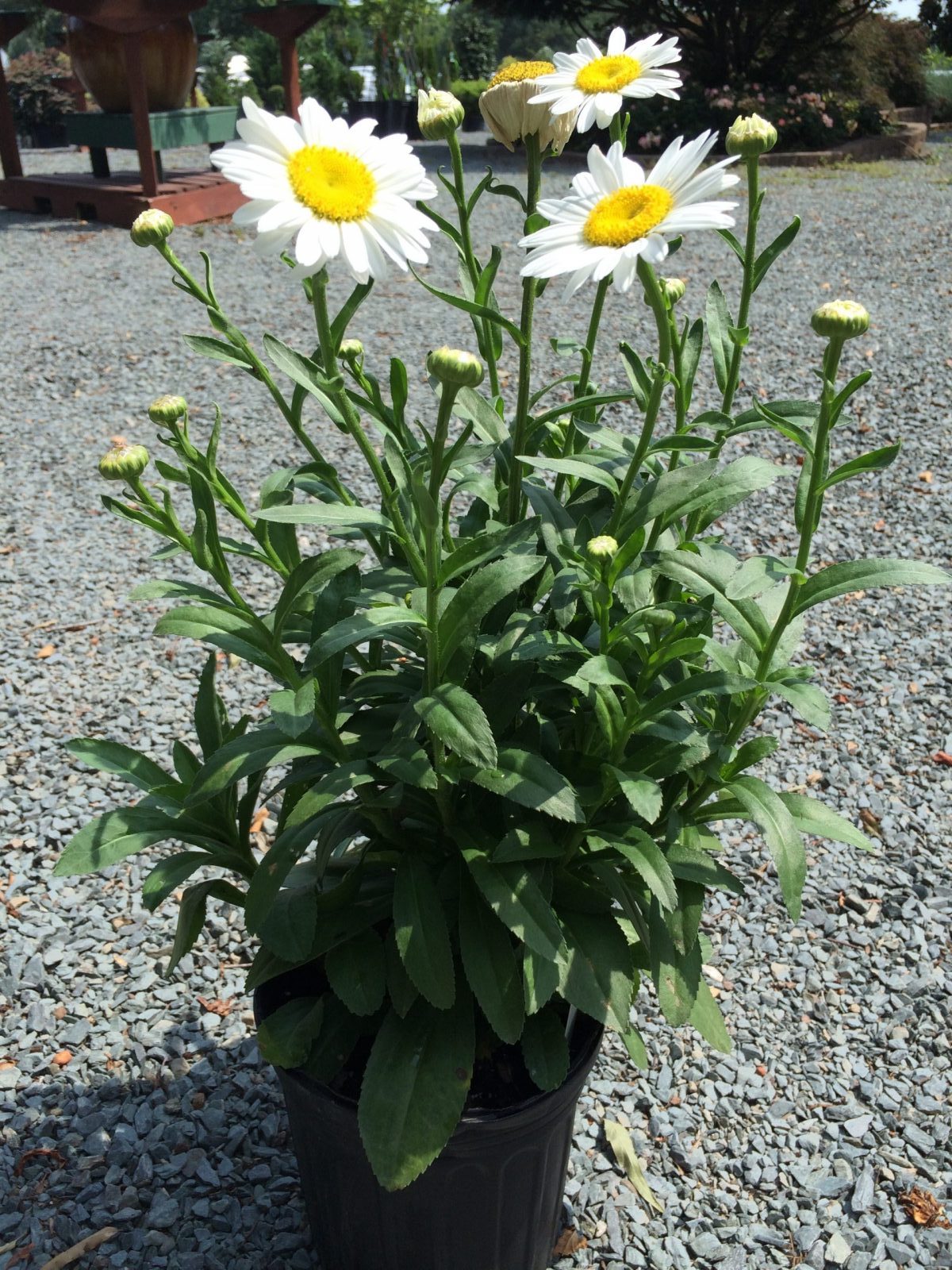 planting shasta daisy in pots Shasta Daisy Becky 1 Gallon