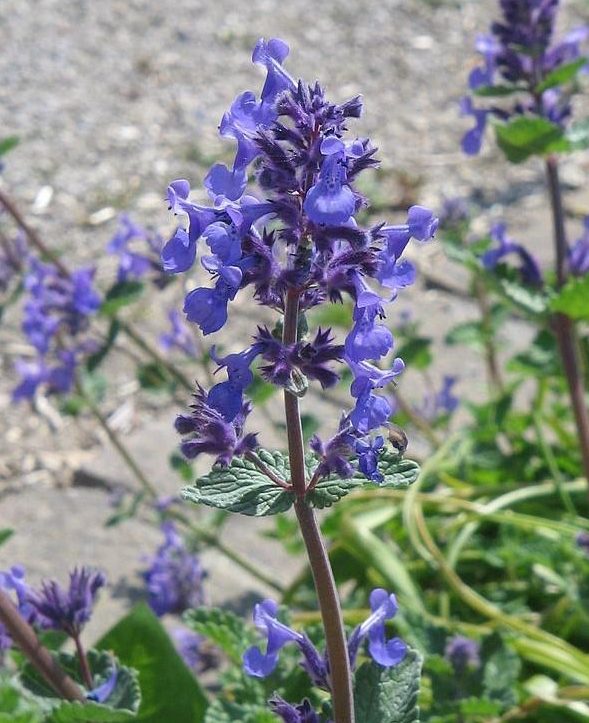 Catmint Purrsian Blue 1 Gallon (Nepeta faassenii 'Purrsian Blue' PP24788)