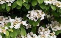 Hydrangea Climbing 2g (Hydrangea anomala petiolaris)
