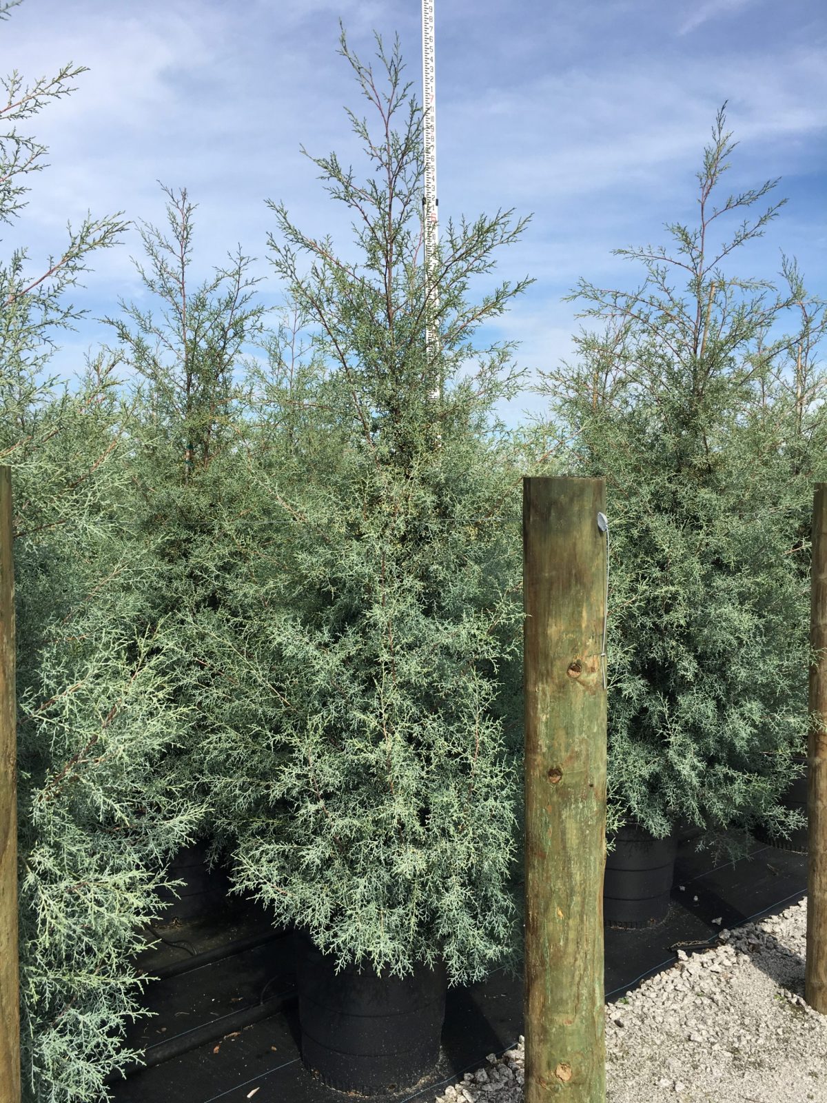Carolina Sapphire Arizona Cypress