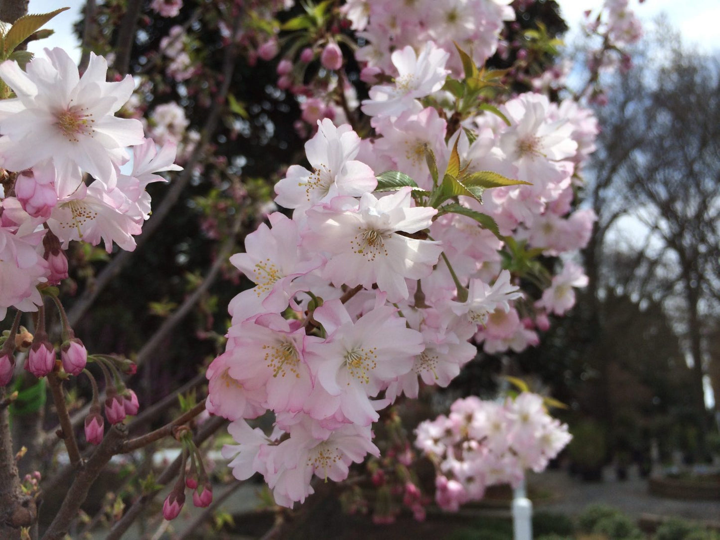 Prunus subhirtella 'Autumnalis' Autumnalis Cherry