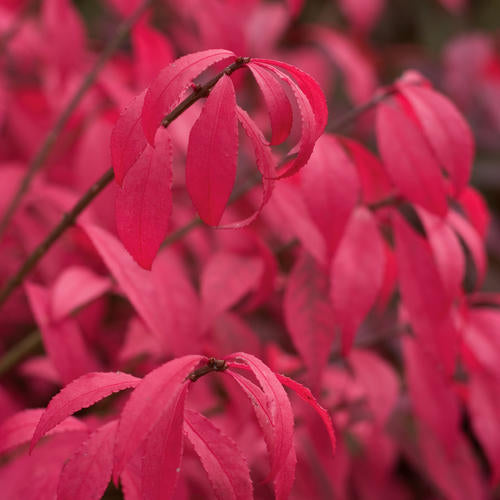 Euonymus – Unforgettable Fire® Burning Bush 3 Gallon