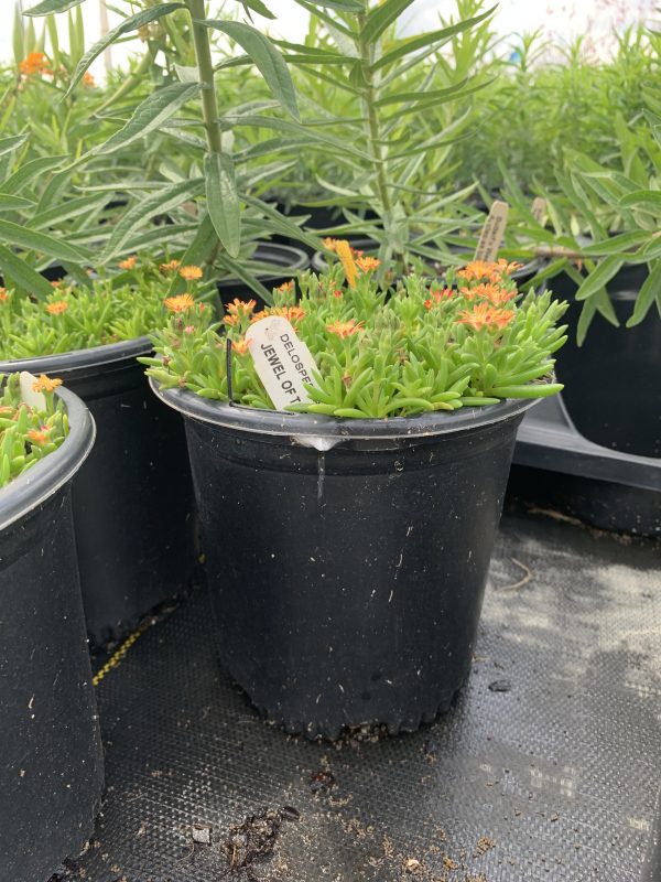 Ice Plant Jewel of Desert Topaz 1g (Delosperma 'Topaz')