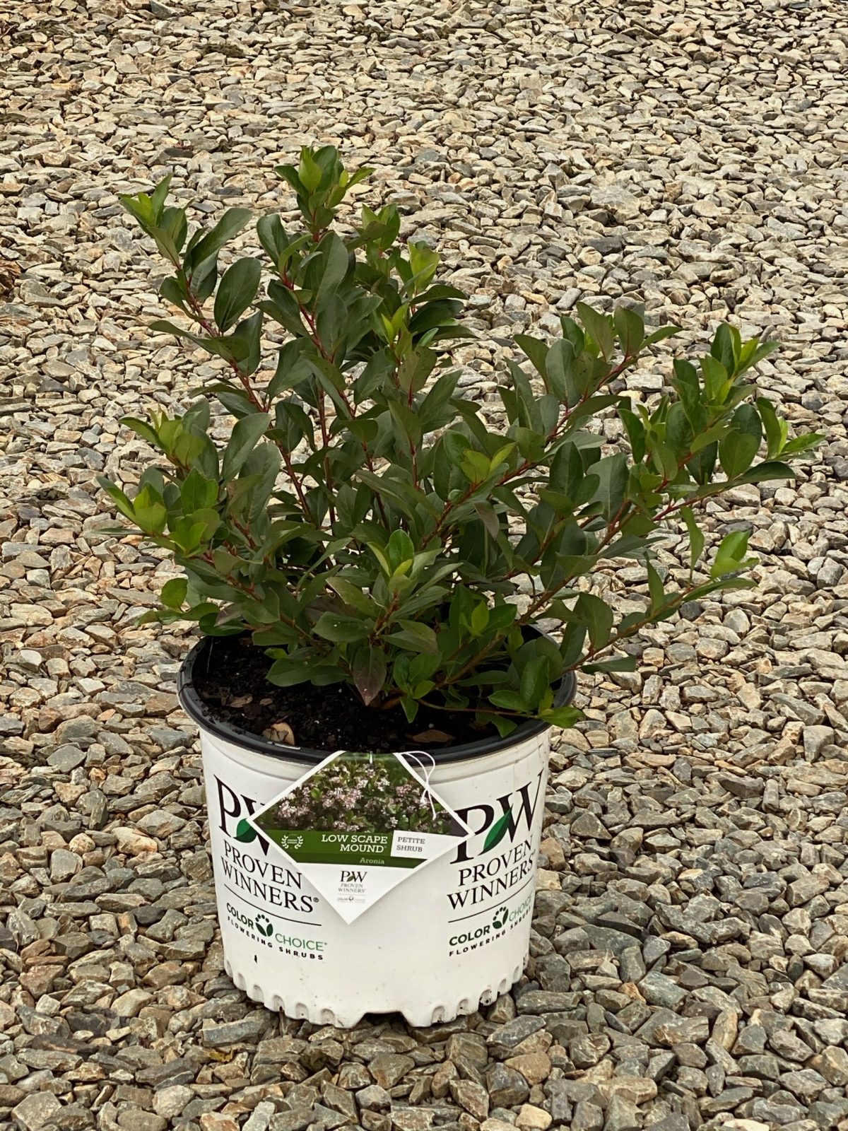 Low Scape Mound Aronia 3g