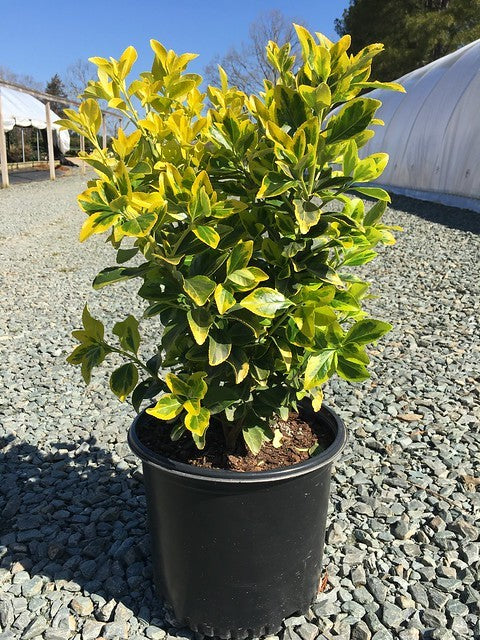 Euonymus – Golden 3g (Euonymus japonicus 'Aureo-marginatus')