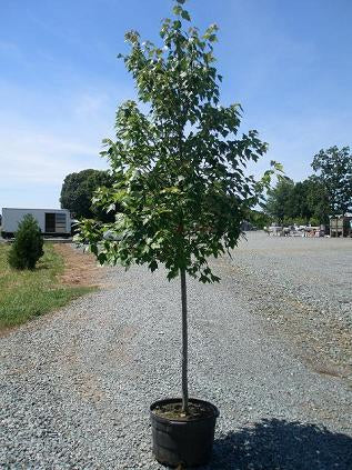 Acer rubrum 'Franksred' Red Sunset® Red Maple