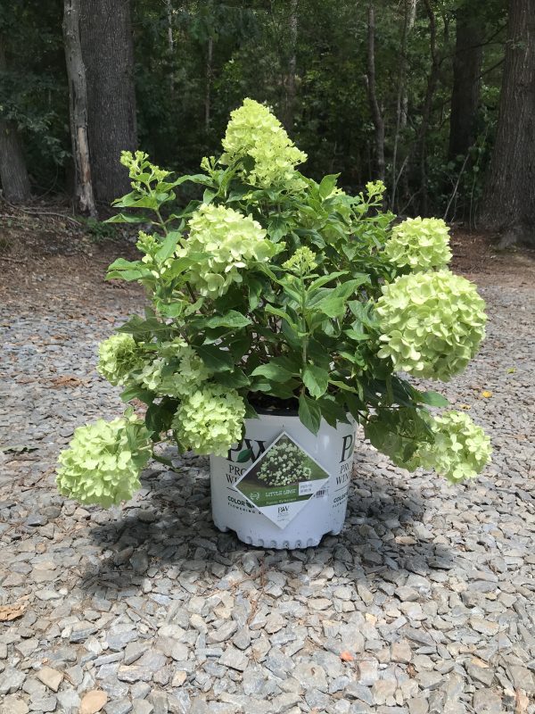 Little Lime® Hardy Hydrangea