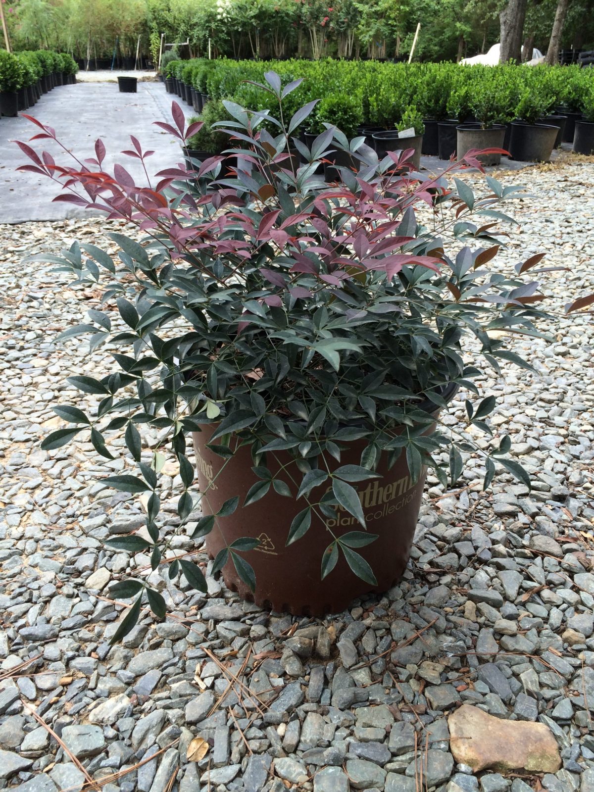 Nandina Flirt 3g (Nandina domestica 'Murasaki' PP21391)