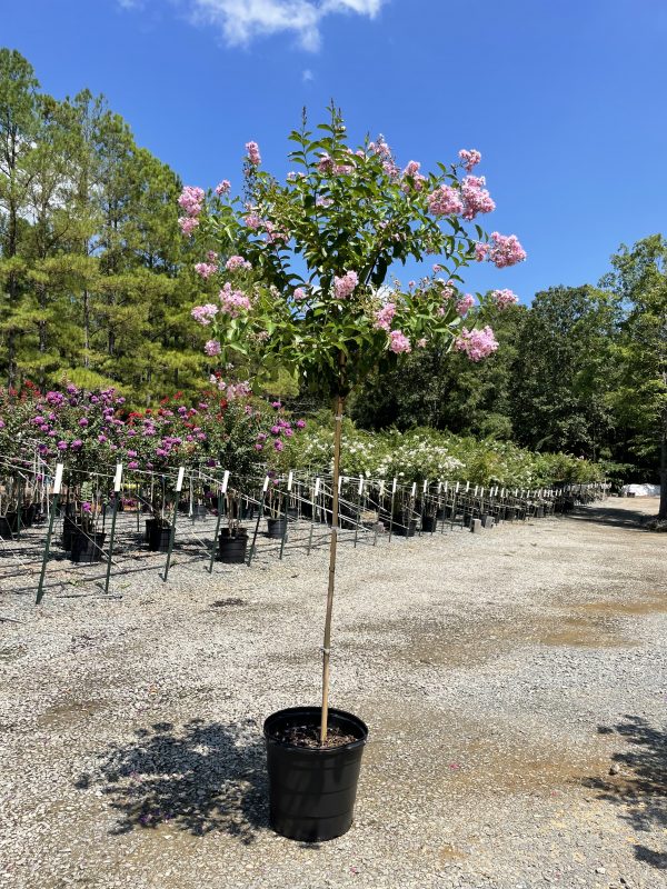 Crape Myrtle Muskogee (Lagerstroemia x 'Muskogee')