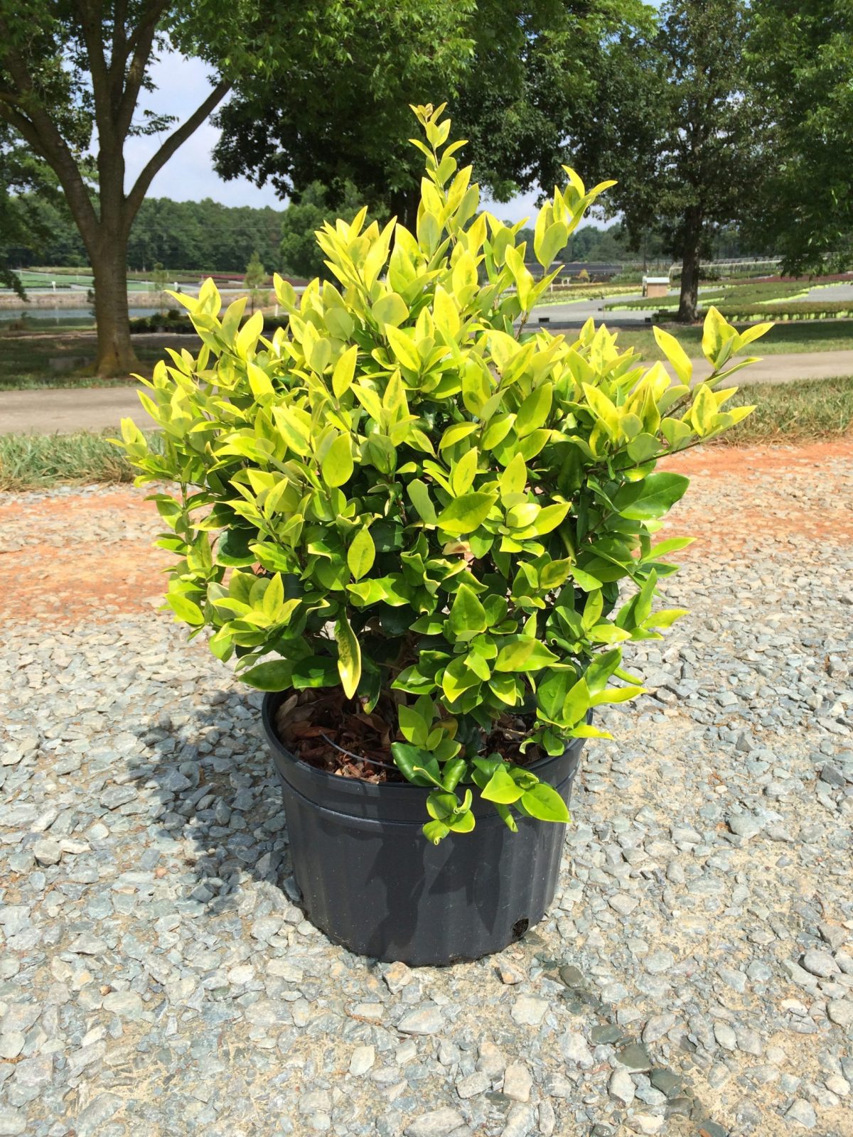 Privet – Howardi 3g (Ligustrum japonicum 'Howardi')