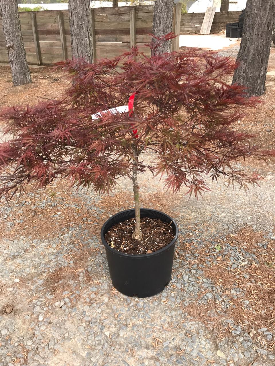 Red Dragon Japanese Maple