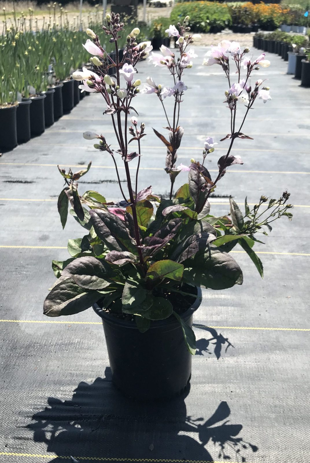 Beardtongue Midnight Masquerade 1G (Penstemon 'Midnight Masquerade' PP29603)