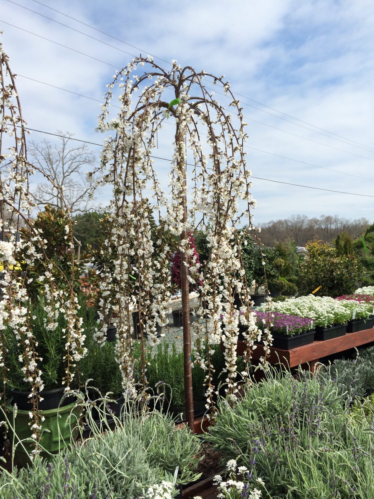 Prunus x 'Snowfozam' Snow Fountain® Weeping Cherry