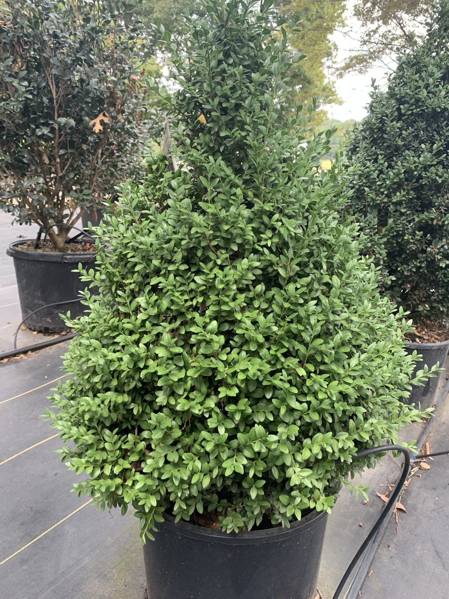 Boxwood Green Mountain (Buxus x 'Green Mountain')