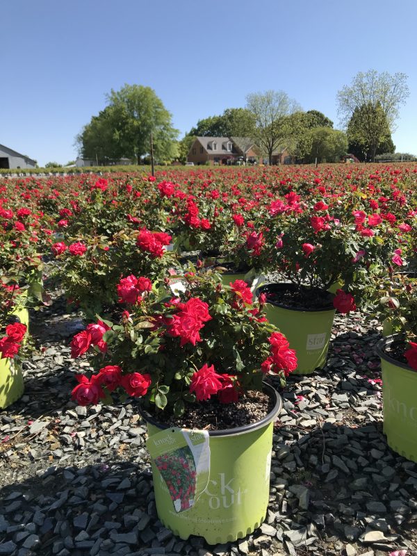 Rose – Red Double Knock Out® 3g (Rosa 'Radtko')