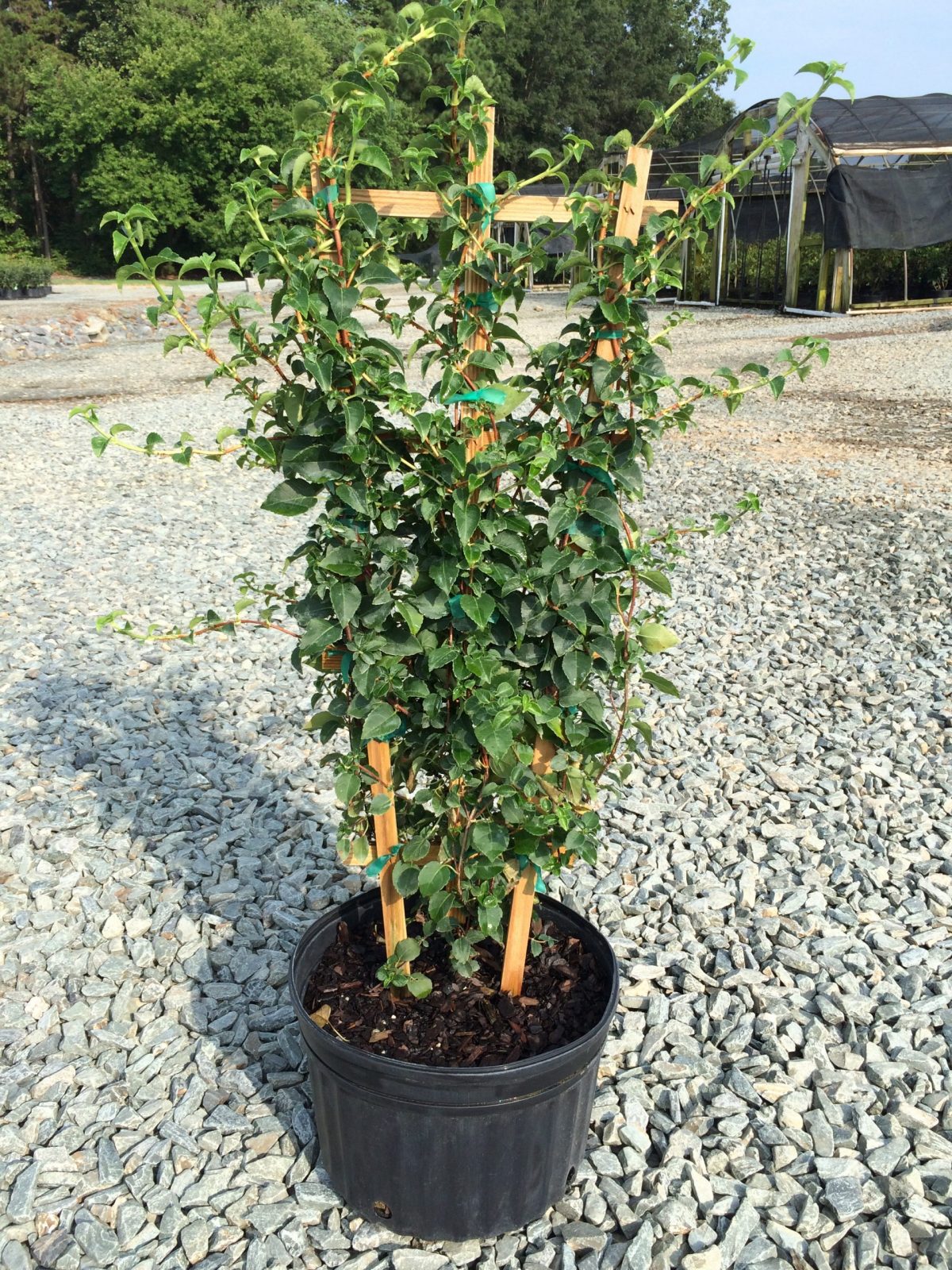 Hydrangea Climbing 2g (Hydrangea anomala petiolaris)