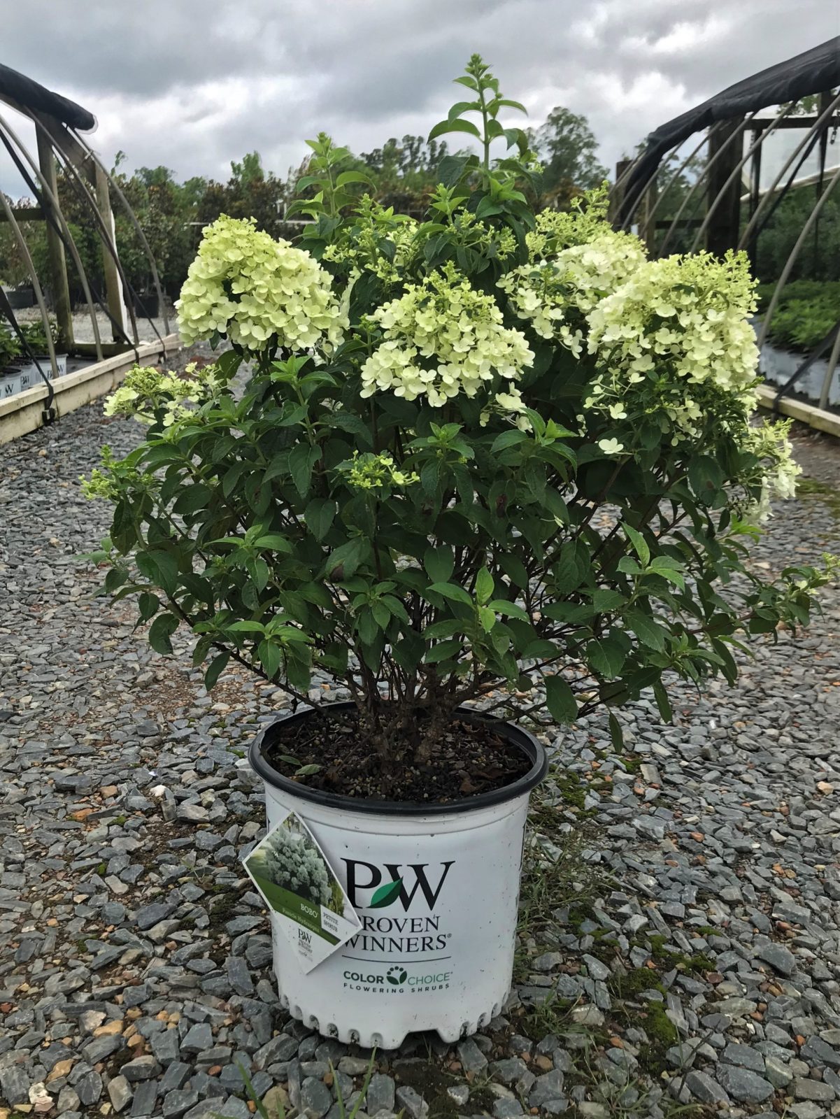 Hydrangea Bobo 3g
