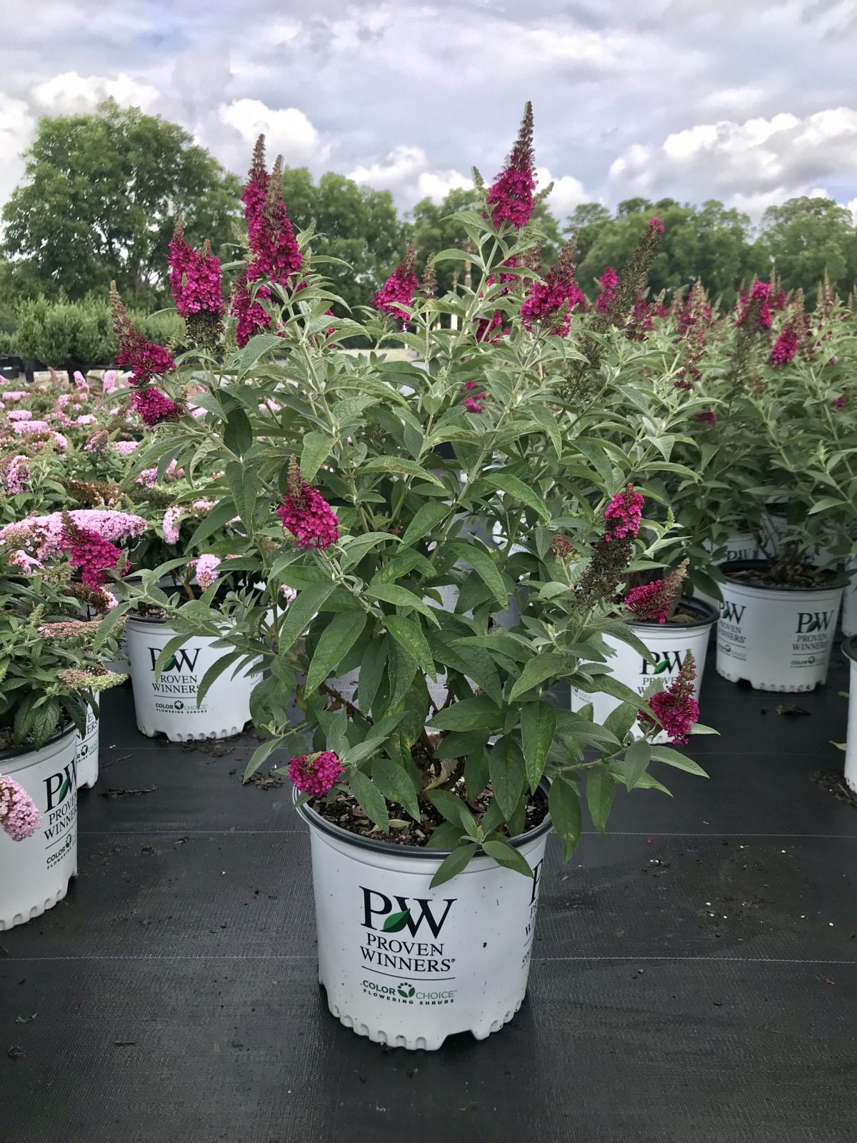 Butterfly Bush Miss Molly 3g (Buddleia x 'Miss Molly' PP2342)
