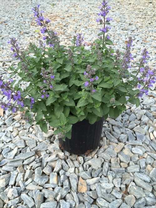 Catmint Purrsian Blue 1g (Nepeta faassenii 'Purrsian Blue' PP24788)