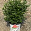 Euonymus – Unforgettable Fire® Burning Bush 3g