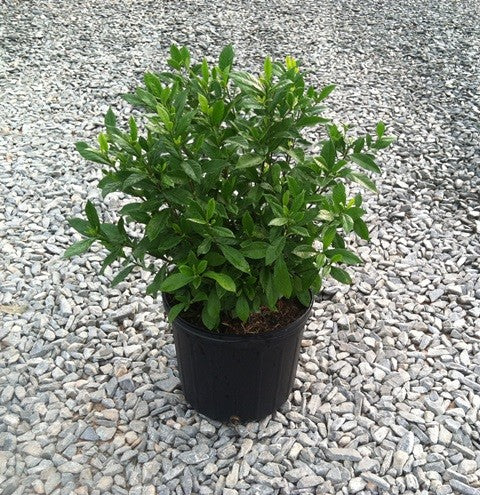 August Beauty Gardenia 3g