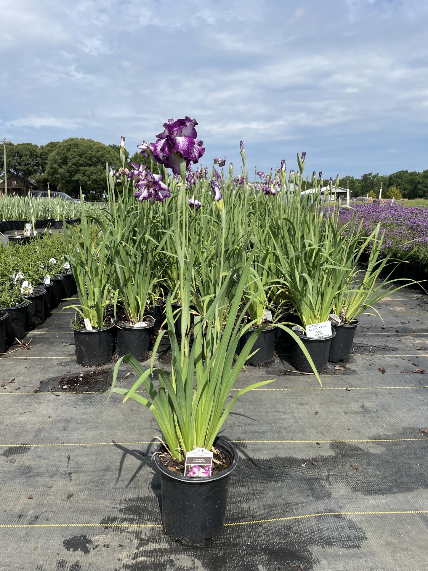 Iris Lion King 1g (Iris ensata 'Lion King')