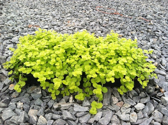 Creeping Jenny Golden 1801 Flat (Lysimachia nummularia 'Aurea')