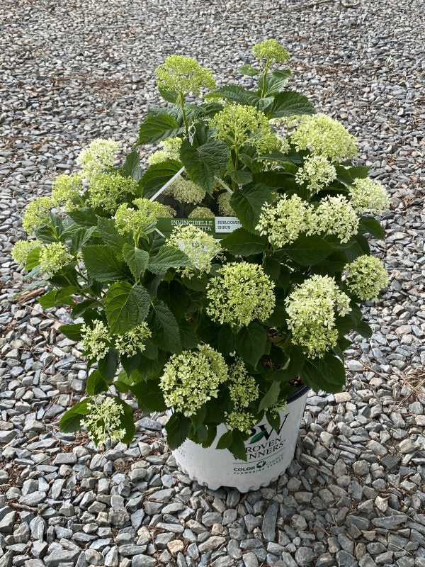 Hydrangea – Invincibelle Limetta® 3g