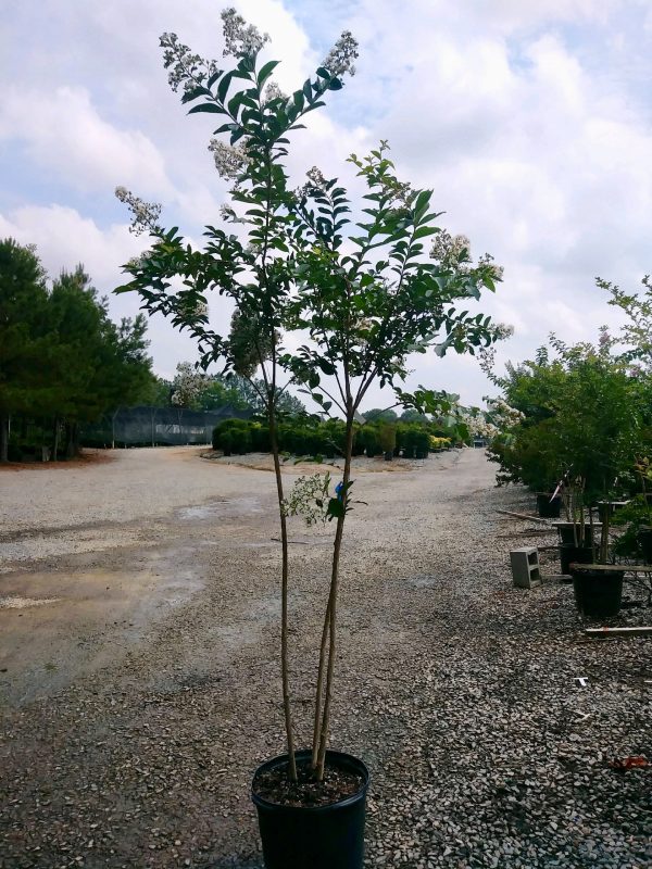 Lagerstroemia indica x fauriei 'Natchez' Natchez Crape Myrtle