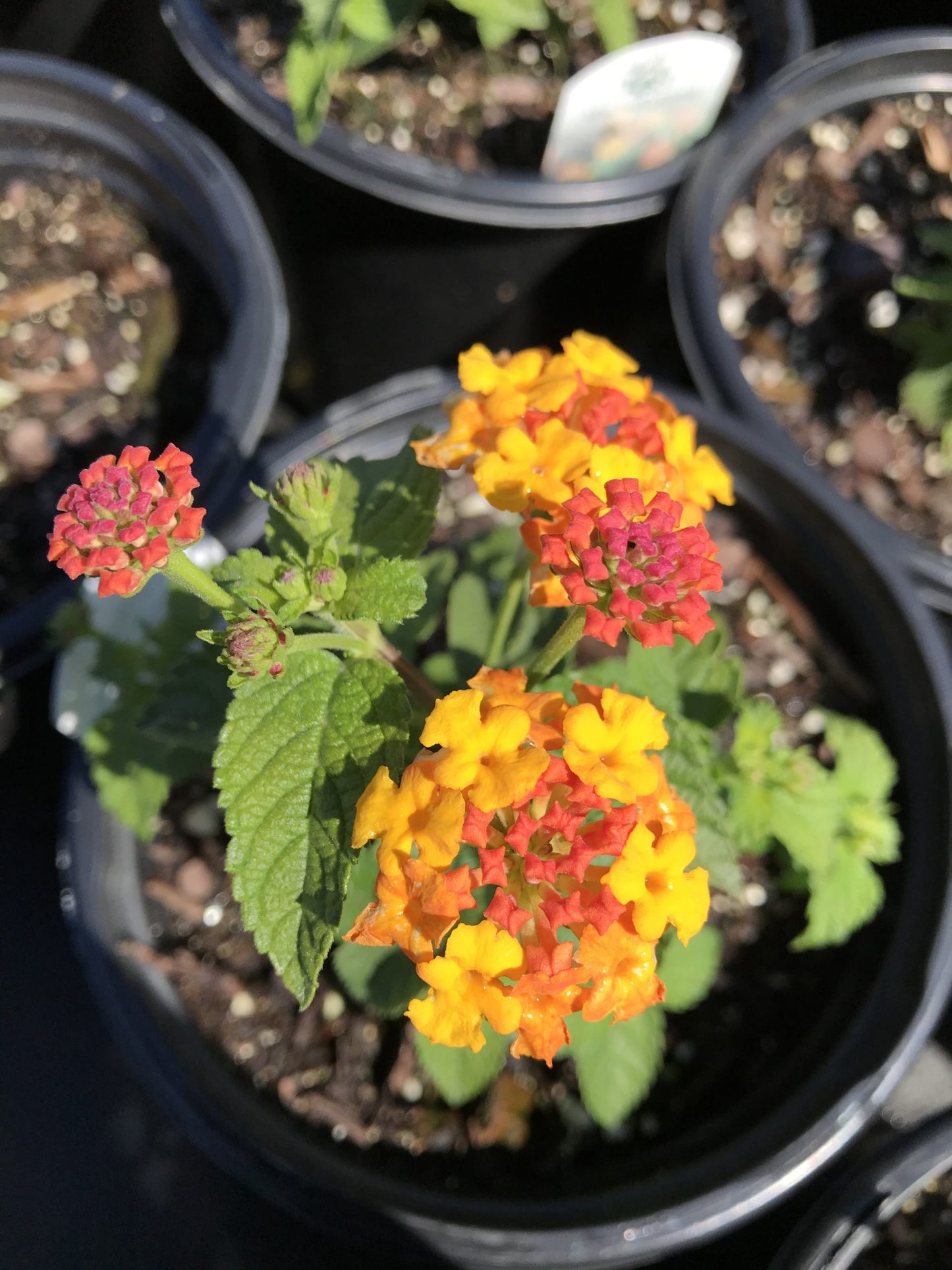 Lantana Miss Huff Hardy 1 Gallon (Lantana camara 'Miss Huff')