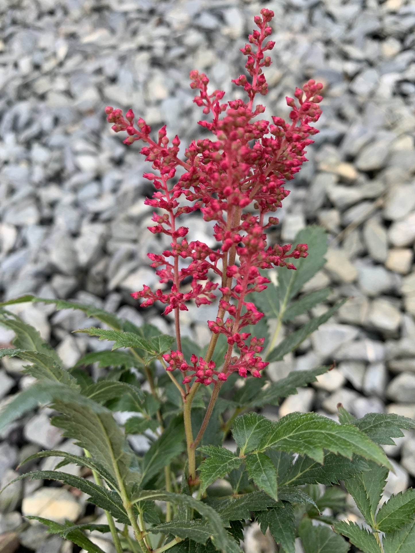 Astilbe Montgomery 2G (Astilbe japonica 'Montgomery')