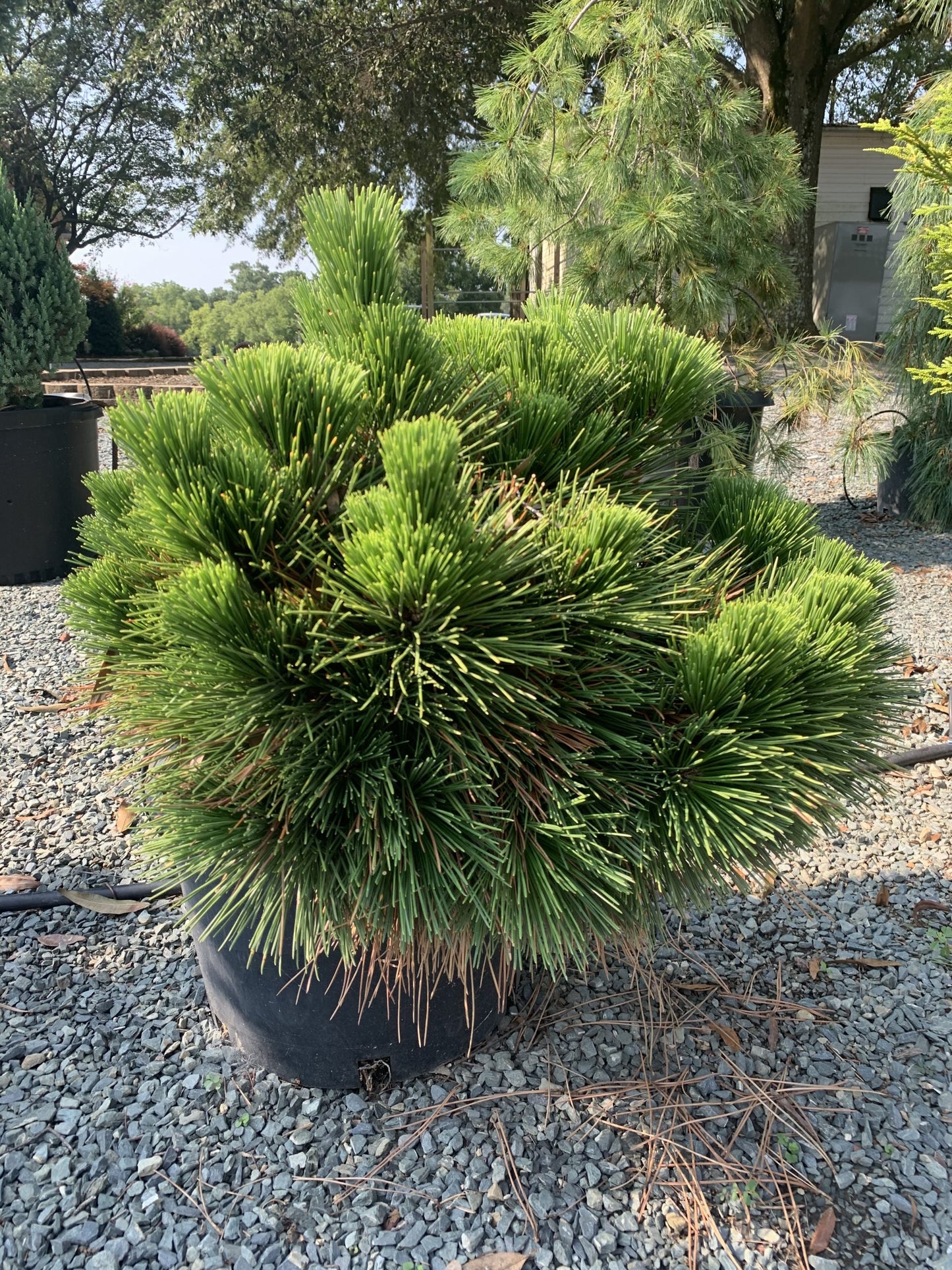 Pine Dwarf Mugo 3g (Pinus mugo 'Pumillo')